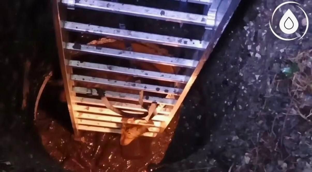 Сотрудники водоканала спасли собаку из 8-метрового колодца в Сочи