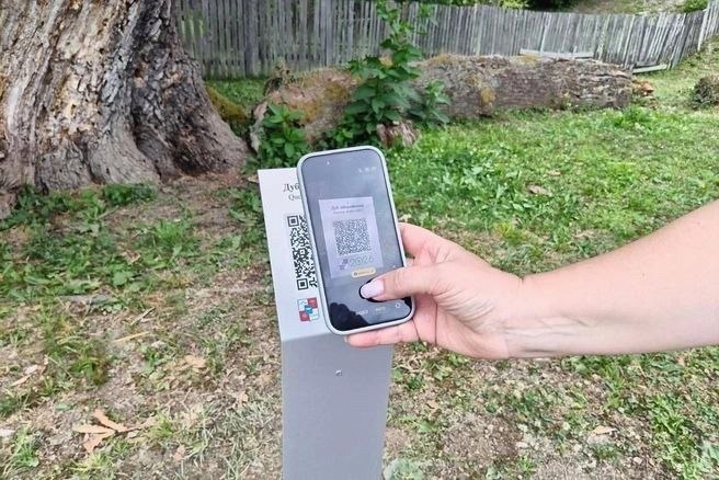 900-летний иберийский дуб в Сочи получил QR-код для сохранения истории