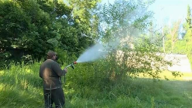 Борьба с вредителями деревьев продолжается в Сочи